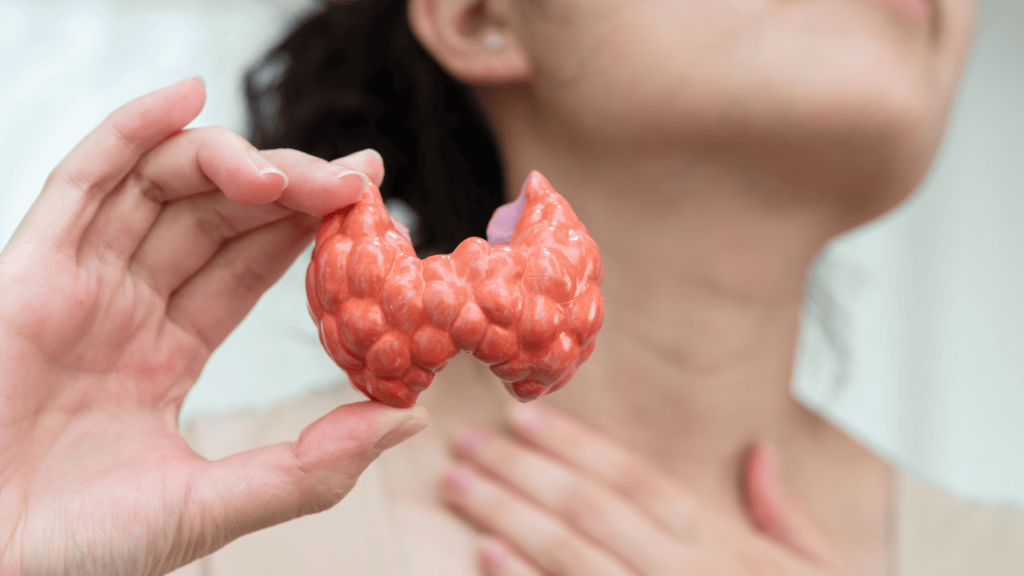 L-Carnitina e Tireoide_ Aliada ou Vilã